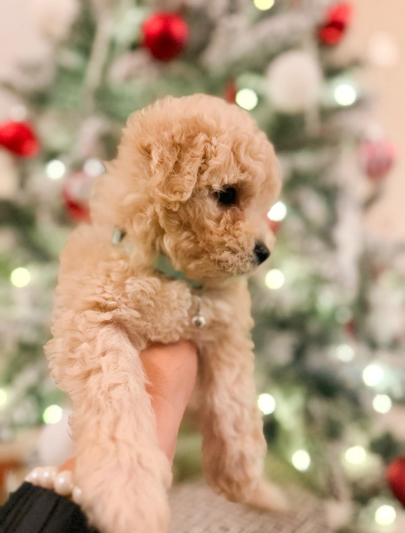 Purebred Toy Maltipoo - Teddy Bear