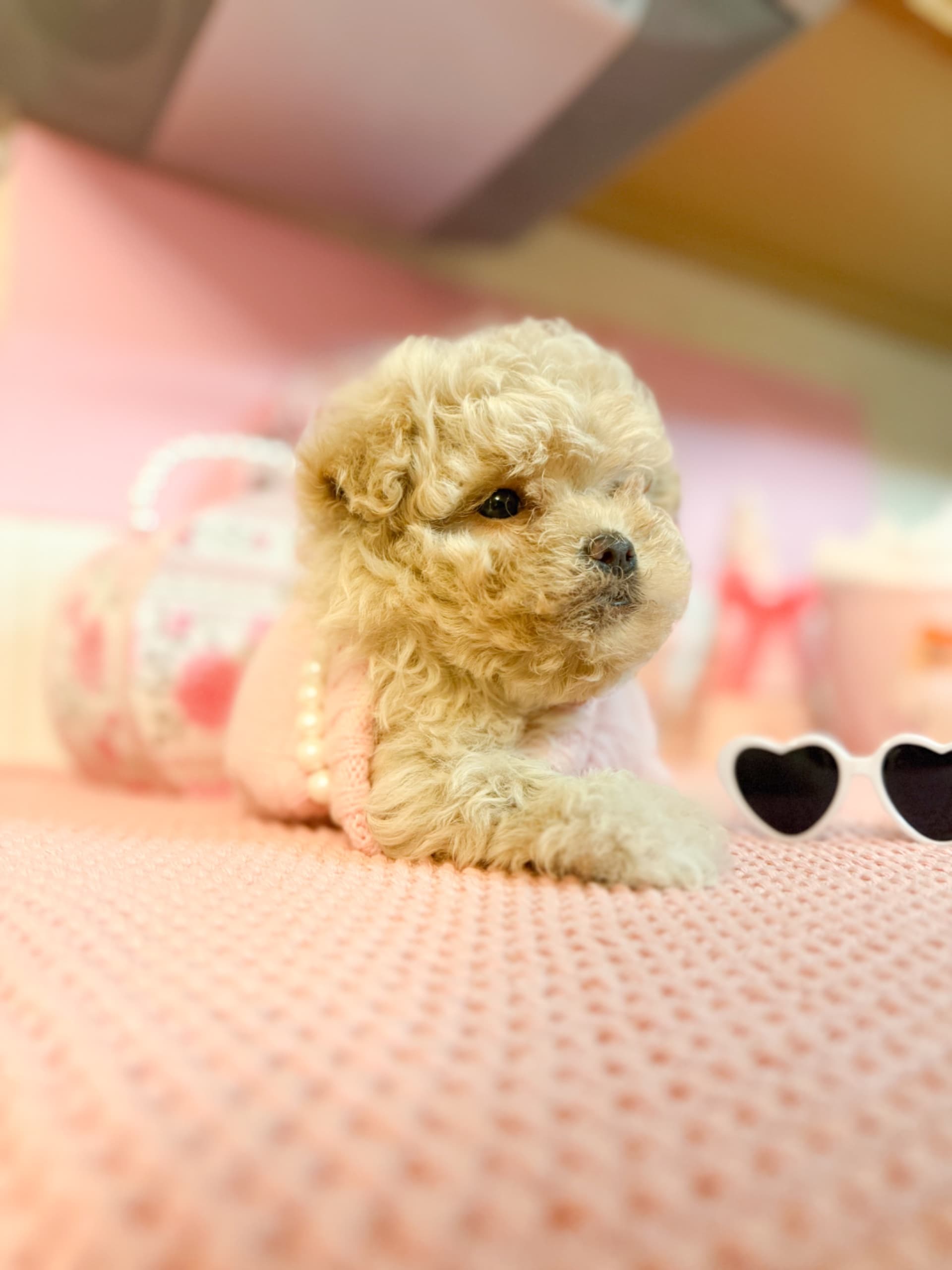Purebred Toy Maltipoo - Belle